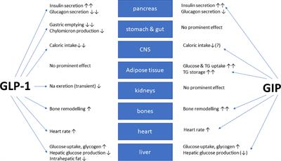 Frontiers | Clinical perspectives on the use of the GIP/GLP-1 receptor